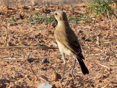 Oenanthe pileata pileata