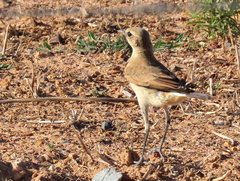 Oenanthe pileata pileata