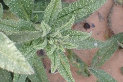 Echium creticum