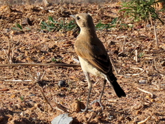 Oenanthe pileata pileata