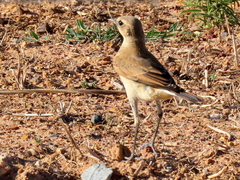 Oenanthe pileata pileata
