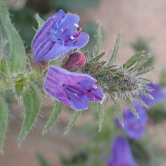 Echium creticum