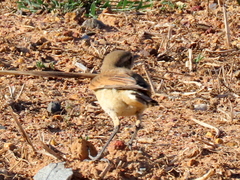 Oenanthe pileata pileata