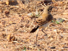 Oenanthe pileata pileata