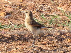 Oenanthe pileata pileata
