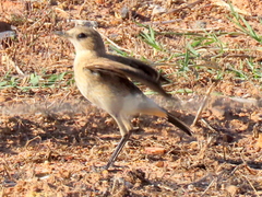 Oenanthe pileata pileata