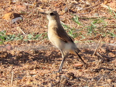 Oenanthe pileata pileata