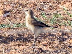 Oenanthe pileata pileata