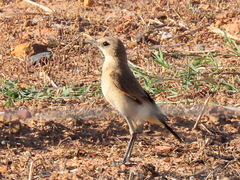 Oenanthe pileata pileata