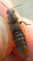Platydracus mysticus