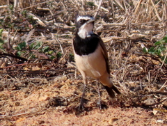 Oenanthe pileata pileata