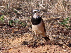 Oenanthe pileata pileata