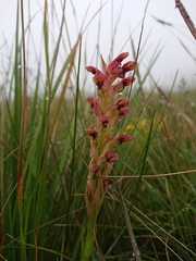 Disa brevicornis