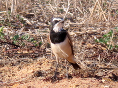 Oenanthe pileata pileata