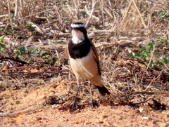 Oenanthe pileata pileata