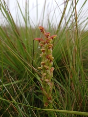 Disa brevicornis