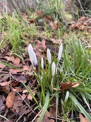 Crocus vernus