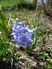 Hyacinthus orientalis