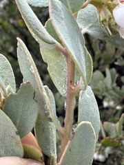 Arctostaphylos nissenana