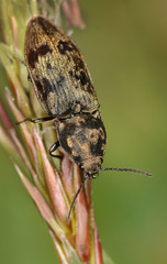 Prosternon tessellatum