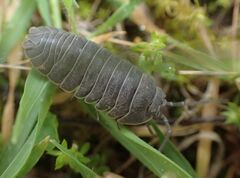 Armadillidium