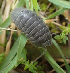 Armadillidium