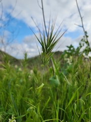 Bromus madritensis