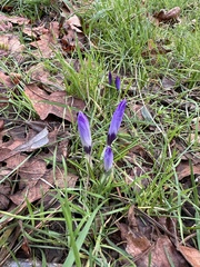 Crocus tommasinianus