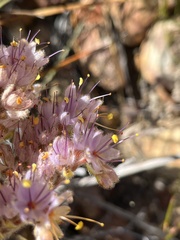 Dilatris ixioides