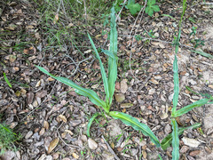 Chlorogalum pomeridianum