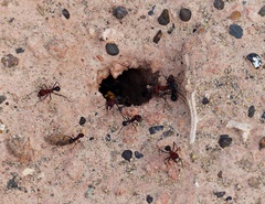 Amoimyrmex