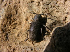 Dorcadion mucidum