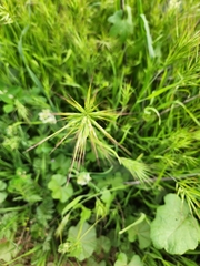 Bromus madritensis