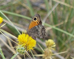 Haywardella edmondsii