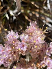 Dilatris ixioides