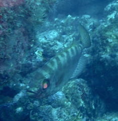 Heteropriacanthus fulgens
