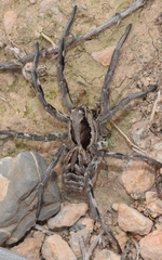 Lycosa