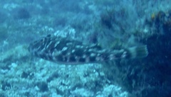 Sphoeroides marmoratus