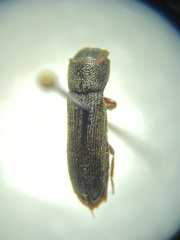 Bostrichidae