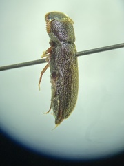 Bostrichidae