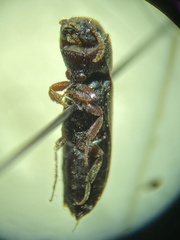 Bostrichidae