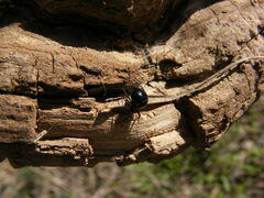 Euryopis episinoides