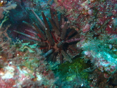 Eucidaris tribuloides