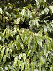 Prunus lusitanica