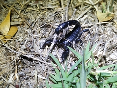 Bothriurus bonariensis