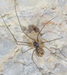 Spermophora senoculata