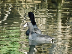 Fulica americana