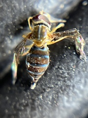 Toxomerus corbis
