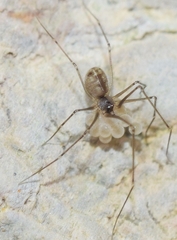 Spermophora senoculata