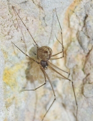 Spermophora senoculata